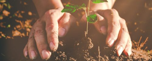 Seedling growing from fertile soil was gently encircled with hands, Concept of environmental conservation and protection of our world sustainable.